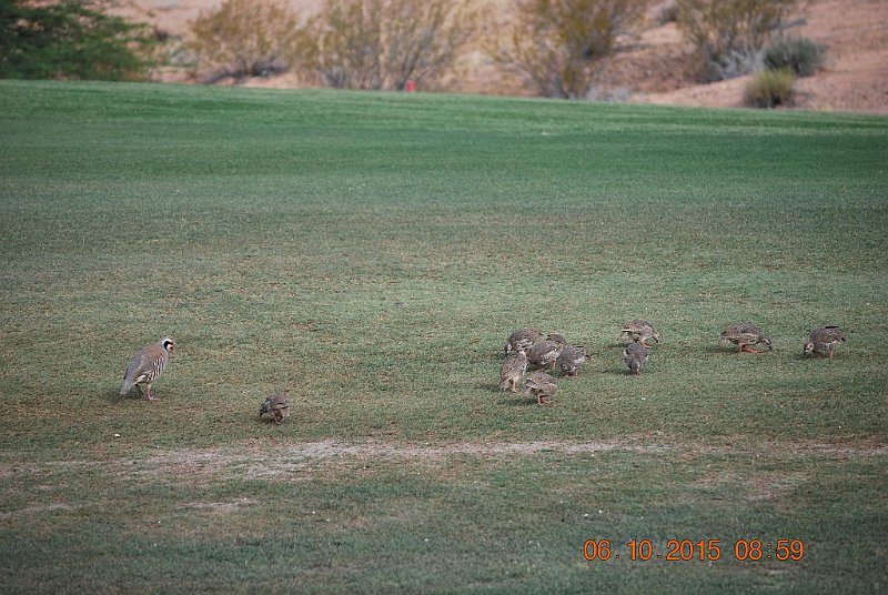 DSC_0087.JPG