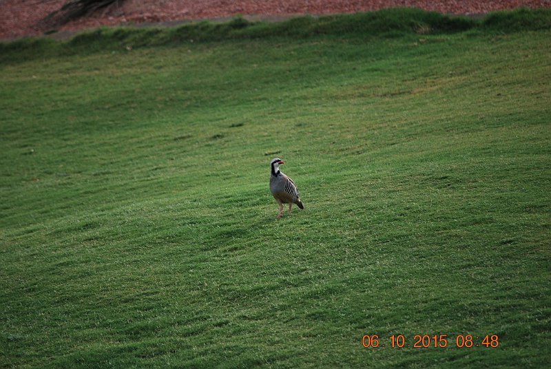 DSC_0112.JPG